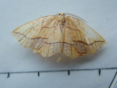 Bordered Beauty